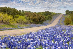 Texas-Bluebonnets---Highway-through-a-Sea-of-Blue.jpg