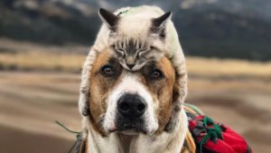 henry and baloo.jpg