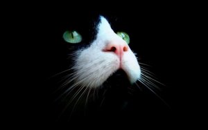 Most-Beautiful-Green-Eyes-Cat-Wallpaper.jpg
