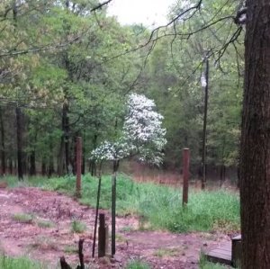 dogwoodb4152018.jpg