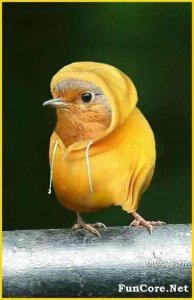 Cute-Bird-In-Winter-Dress-Funny-Image.jpg