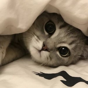 cattitude e 2.jpg