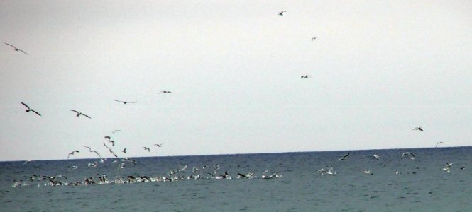 seabirds.jpg