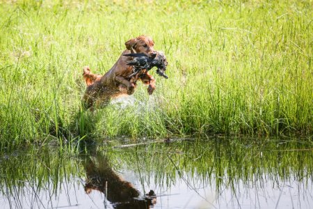 Hunt Test 9.jpg
