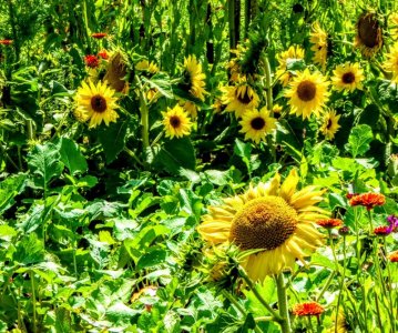 peace sun follow.jpg