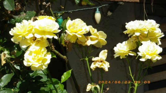 IMGP4203.JPG
