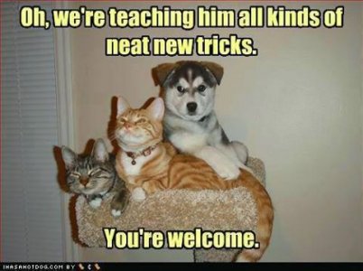 teachingtricks.jpg