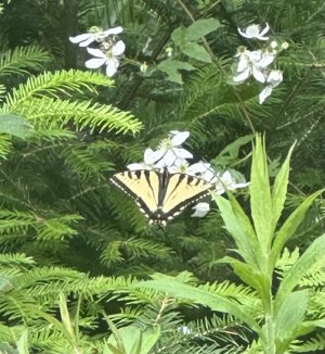 IMG_4926.jpeg