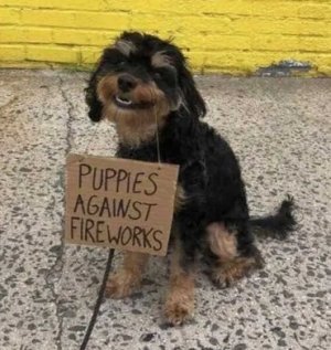 puppy.jpg
