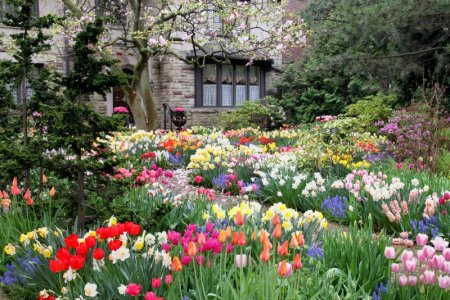 tulip flower garden.jpg