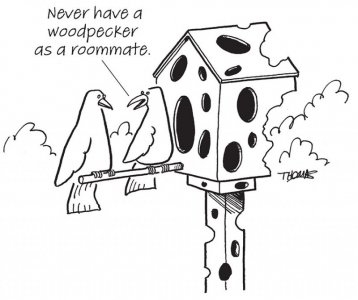 woodpecker-roommate.jpg