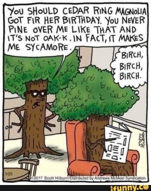 birchbirch.jpg