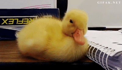 duck-gif.gif