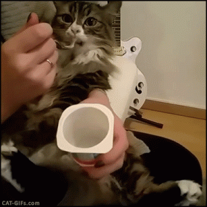 catfeeding.gif