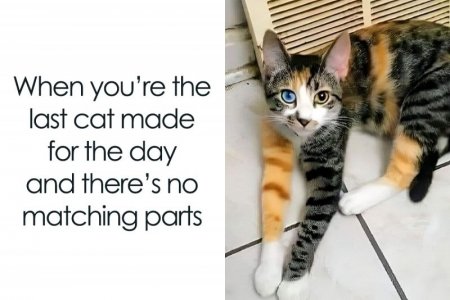 cat-memes-catsweek_wide-WideImage_3-2-65dc41860866c.jpg