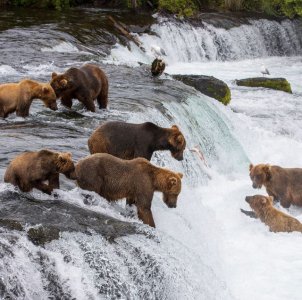 070424bears.jpg