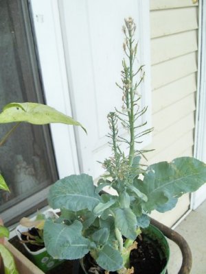 broccoli.jpg