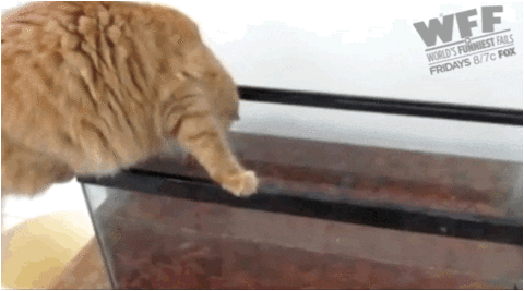 received_487050263715409.gif