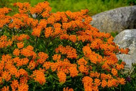 Butterfly Weed - Asclepias tuberosa ...