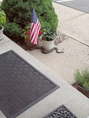 snake.jpg