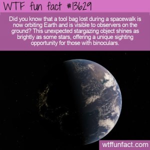 WTF-Fun-Fact-tool-bag.jpg