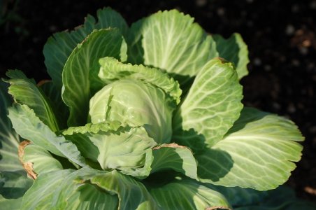 cabbage.jpg