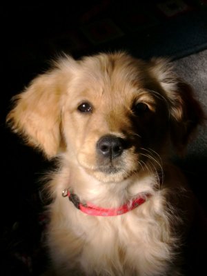 Bella 05-12-2009.jpg