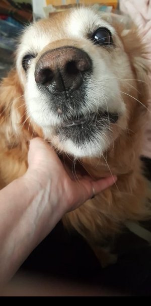 Beautiful Bella.jpg