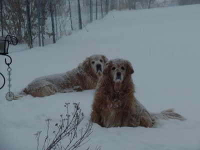 Yak Dogs.jpg