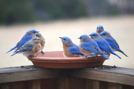 Bird bath party.jpg