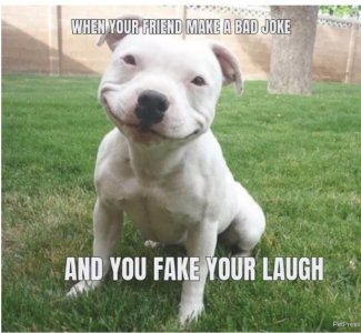 dog fake.jpeg