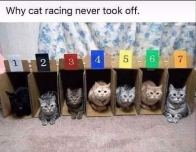cat racing.jpg