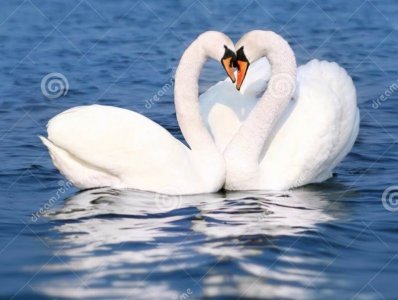 swan-love-birds.jpg