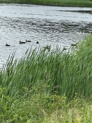 IMG_5112.jpeg