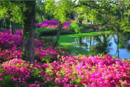 azalea-fest-blog-724x484-1.jpg