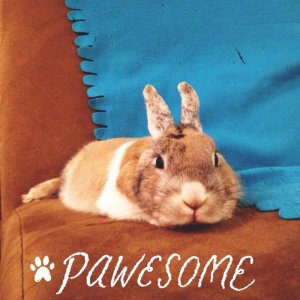 pawsome.jpg