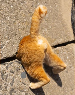 bum-cat.jpg