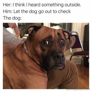 animal2.jpg