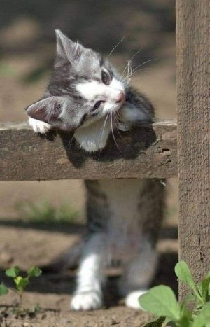 kitten c.jpg