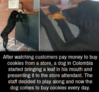 animal4.jpg