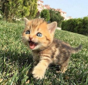 kitten in the grass.jpg