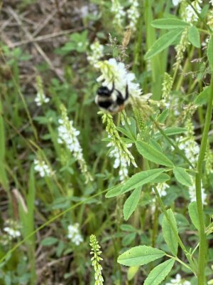 IMG_5175.jpeg
