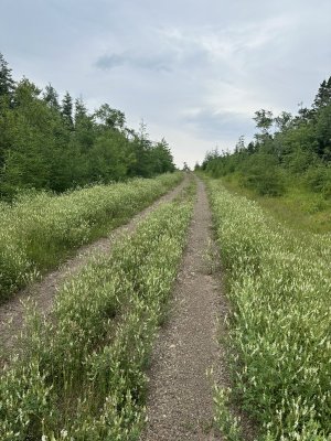 IMG_5174.jpeg