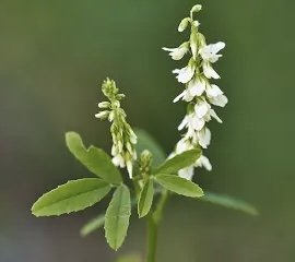 IMG_5180.jpeg