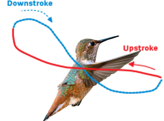 hummeringbirdani.gif