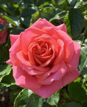 rose in rose pink.jpg