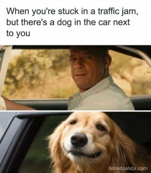 animal.jpg