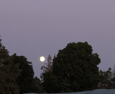 moon.jpg