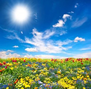 blue skies and flowers.JPG