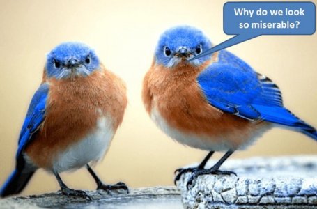 blue birds.JPG
